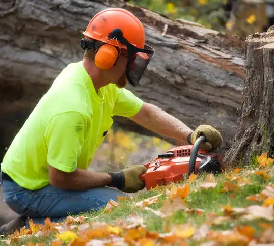 tree services Marlton